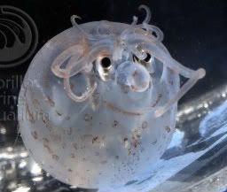 piglet squid