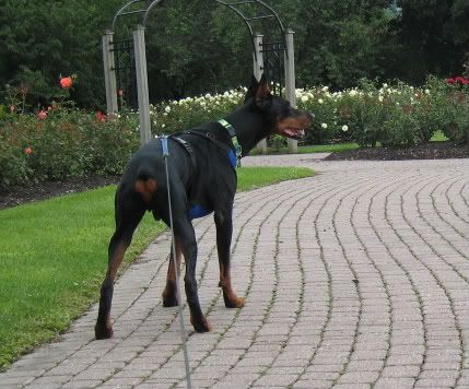 Doberman On Steroids