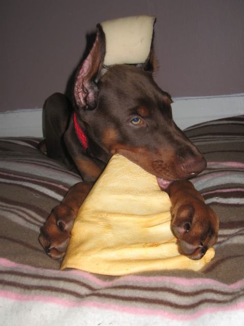 How Old Should You Crop A Dog S Ears How Old Should You Crop A Dog S Ears