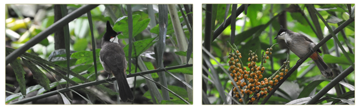 White Eared Bulbul