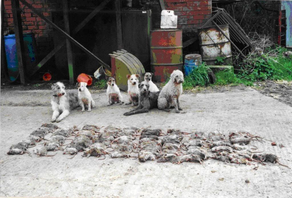 When Mice Attack! - Homesteading Questions