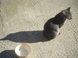 chatou.jpg CHAT image by NICOLASDELASCAMBAS