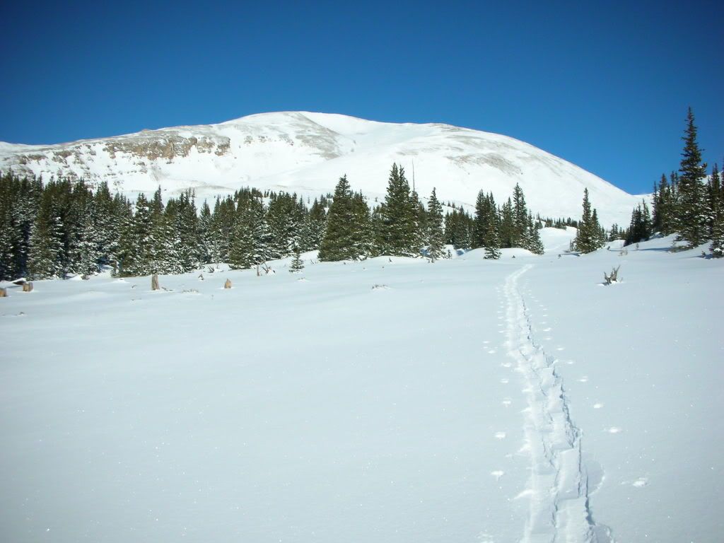 Skin track just out of treeline at 11,400‘ (Photo: Ben Conners)