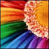 colourful! Pictures, Images and Photos
