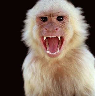 angry monkey Pictures, Images and Photos