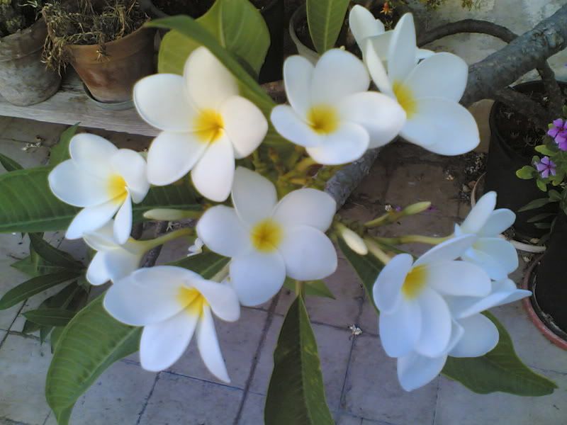 22072007001.jpg