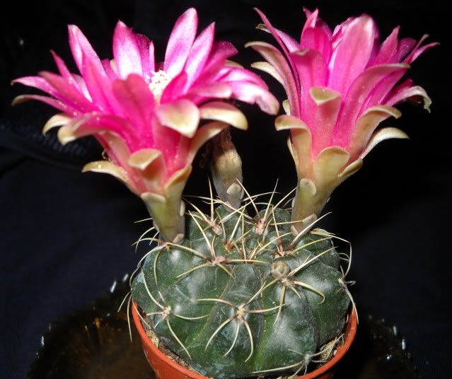 DSCN0640.jpg