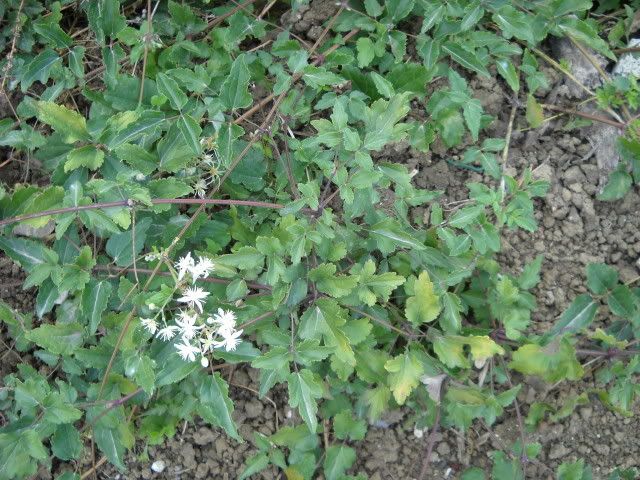 DSCN1501.jpg