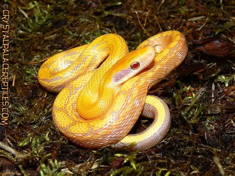 beauty snake
