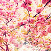 spring.png image by shutterbug_1029