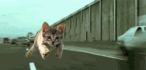 Cat Running in Hwy