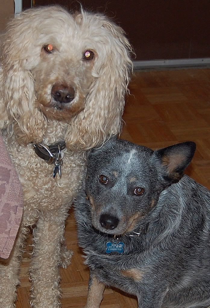 Please give me your opinion of Blue Heelers - Homesteading Questions