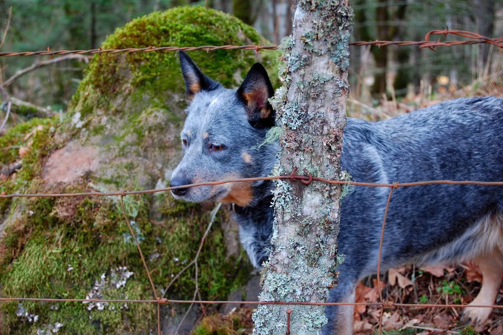 Please give me your opinion of Blue Heelers - Homesteading Questions