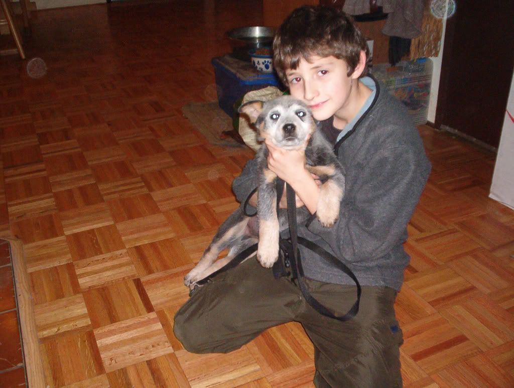 Please give me your opinion of Blue Heelers - Homesteading Questions