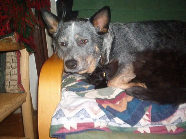 Please give me your opinion of Blue Heelers - Homesteading Questions