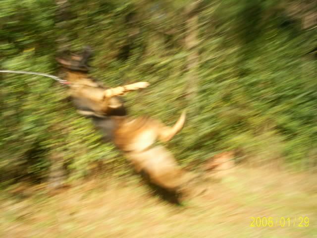 me-and-dogs096.jpg picture by yourgoddess909