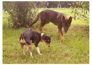 bosshogganddaisy.jpg picture by yourgoddess909