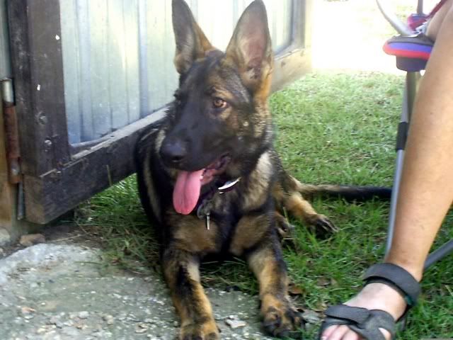 sadie01.jpg sadie, boss's sister 02 picture by yourgoddess909