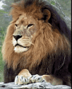 alpha male photo: the alpha male lion-1.gif