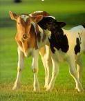 Calves Pictures, Images and Photos