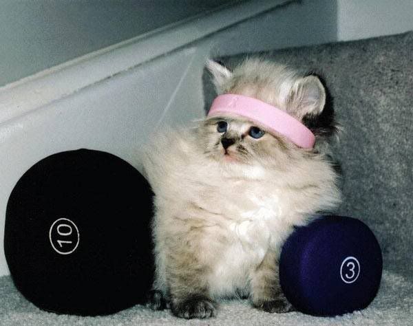 80s_workout_cat.jpg picture by mysucal