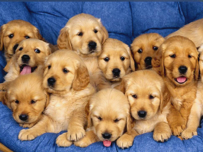 CACHORRITOS-BUENOSDIAS.png GRUPO PERRITOS picture by mysucal