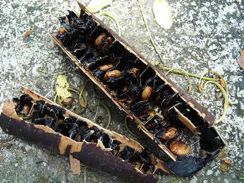 Hồi ức về trái cây xưa :D - 34