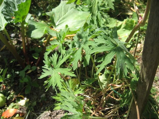 Geranium Orion Foliage
