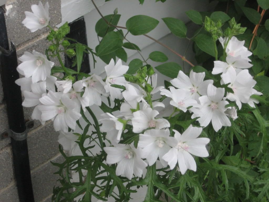 White Mallow