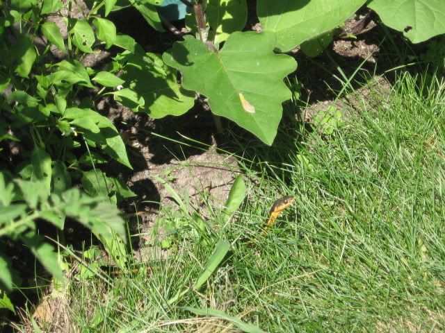 Snake