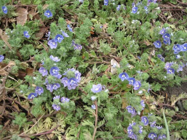 Veronica whitleyi photo Veroicwhitleyi_zps084bd6d0.jpg