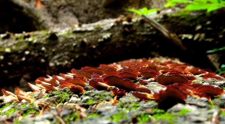 IMAGE: http://i205.photobucket.com/albums/bb319/EveeSTi/Hampden%20Park/IMG_0256_25.jpg