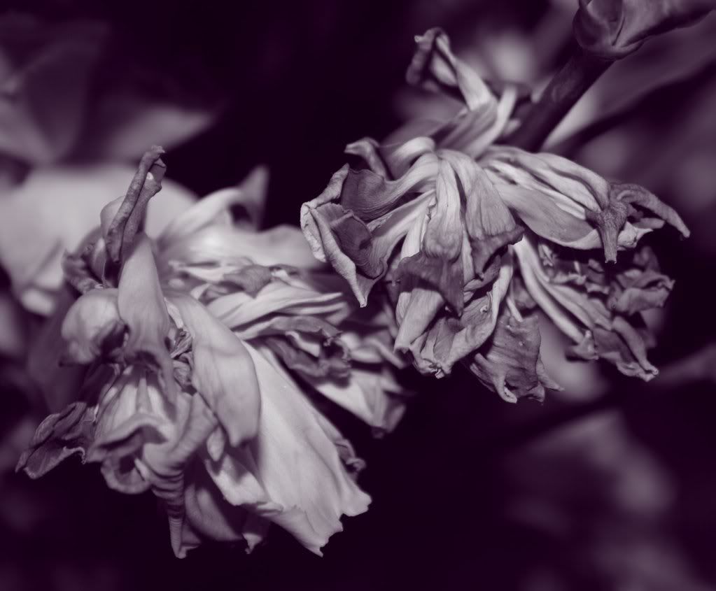 IMAGE: http://i205.photobucket.com/albums/bb319/caelz27/Carnations_0067-1.jpg