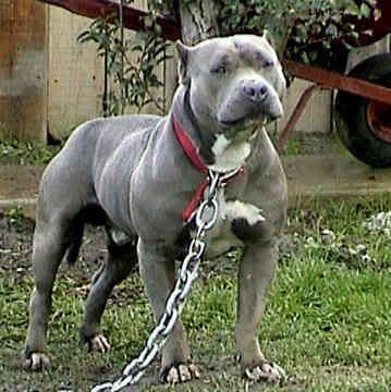 Pitbulls Blue Nose