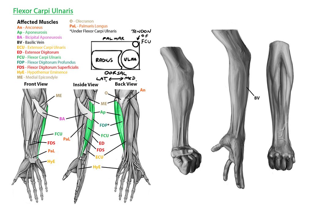 Anatomy-Studies---Forearm-Muscles---Flexor-Carpi-Ulnaris-FB-1024_zps51610c20.jpg