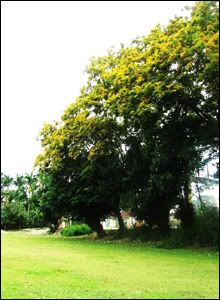 Mùa thu không hoa sữa - Lessons for Life - ,