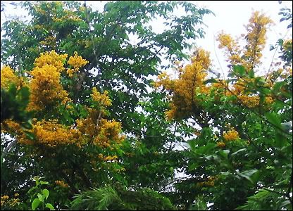 Mùa thu không hoa sữa - Lessons for Life - ,