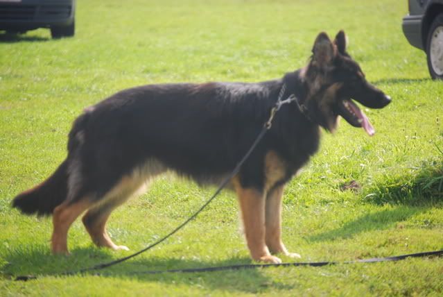 DSC_0044-14.jpg 13 Month Old Goran picture by charlie-011