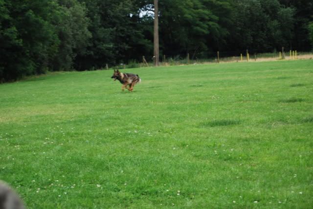 DSC_0229.jpg picture by charlie-011