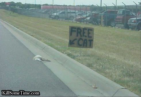 Free-Cat.jpg