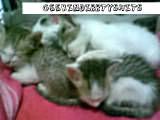 Sleeping Kitties