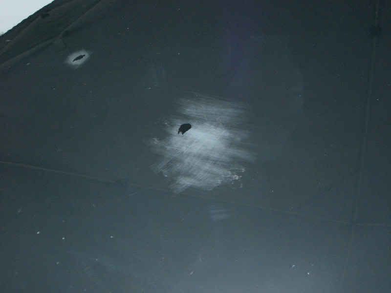 Blackhood1.jpg