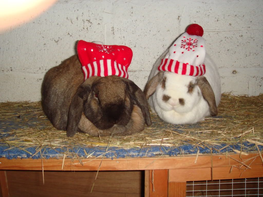 Christmas Bunnies