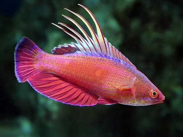 filamented flasher wrasse