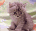 http://i205.photobucket.com/albums/bb164/megatrawn83/socute.gif