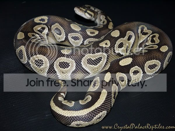 SE England - CPR Royal Pythons deals | Reptile Forums