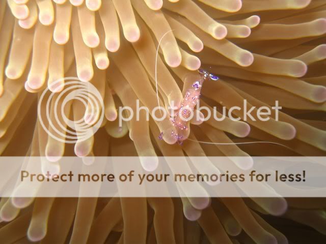 玻璃虾好得意 - 虾兵蟹将天地 - 海水鱼友 ~ 海水鱼饲养讨论区