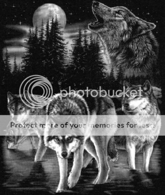 Night Wolves Pictures, Images and Photos
