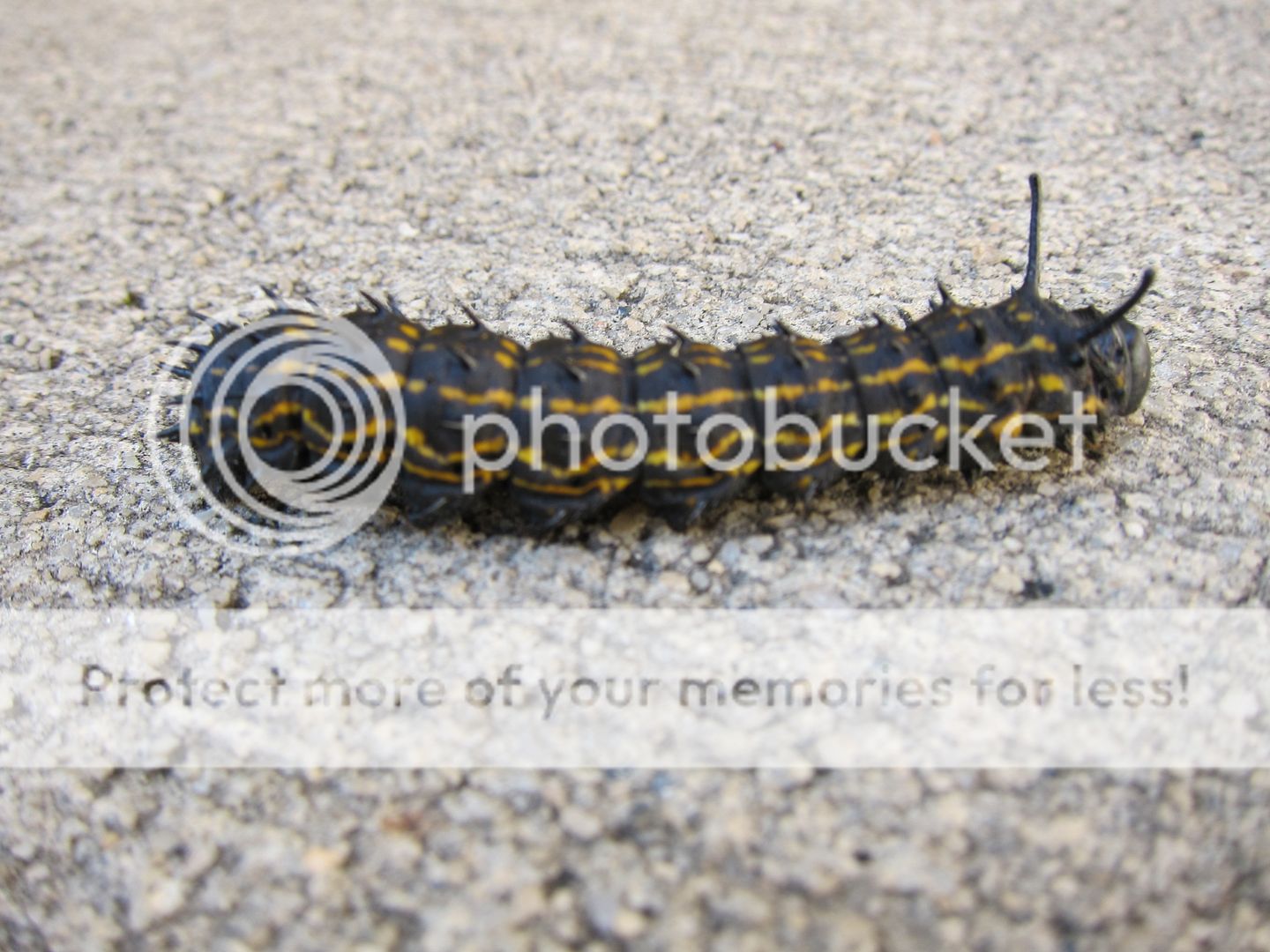 Noticed These caterpillars Around What Are They Eating ? Pics