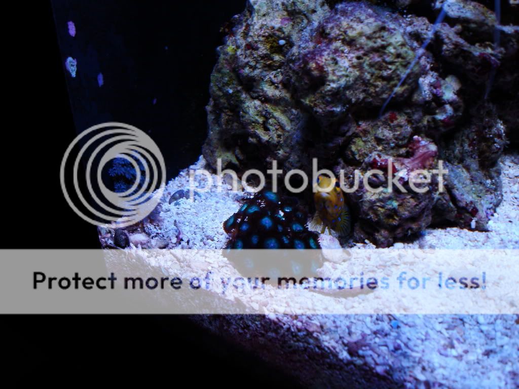 Full spectrum 100W LED retrofit upgrade Nano Cube 28 gallon reef aquarium light